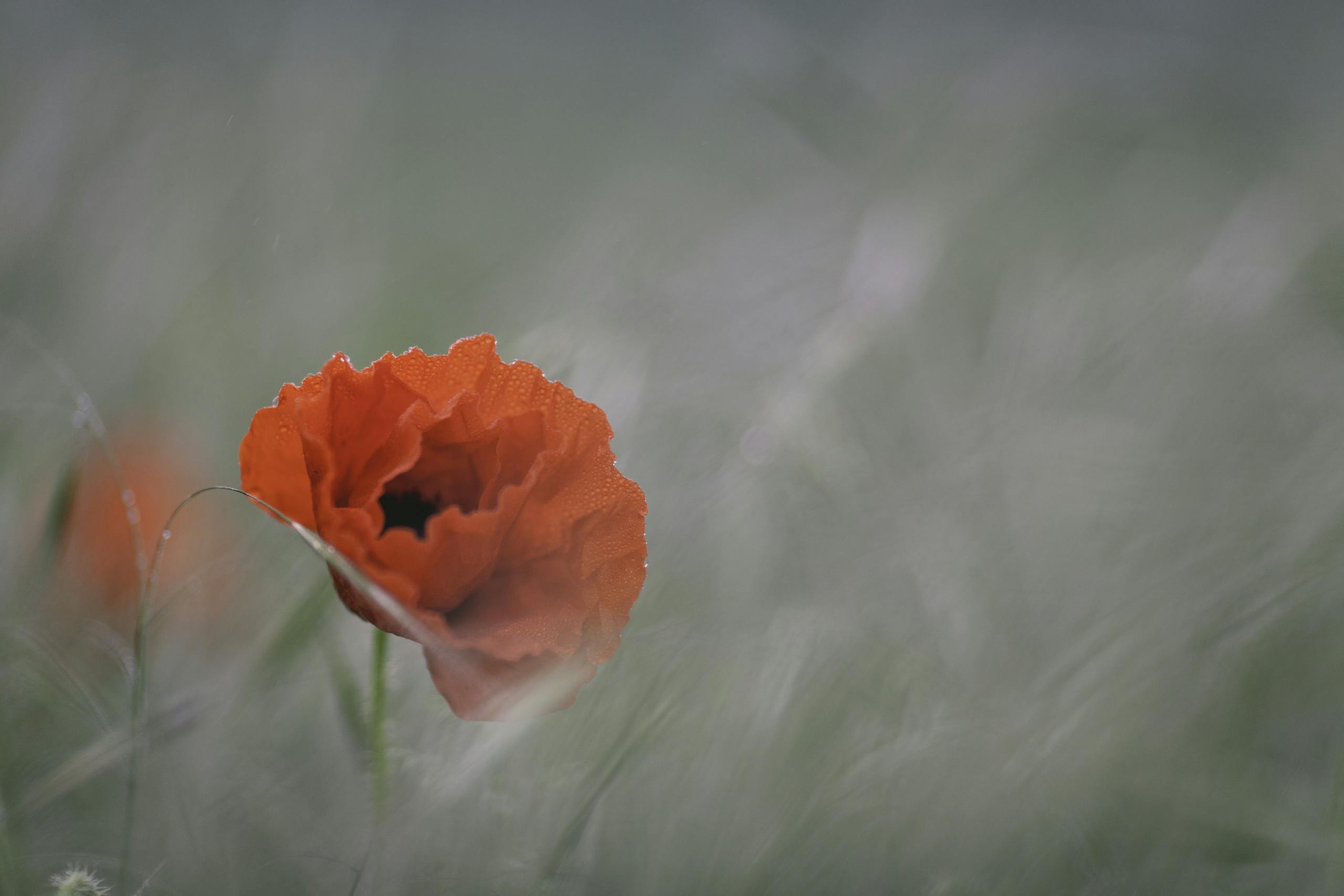 Red Petaled Flower in Macro Photography